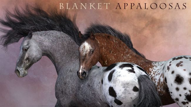 cwrw-blanket-appaloosas-for-the-hivewire-horse