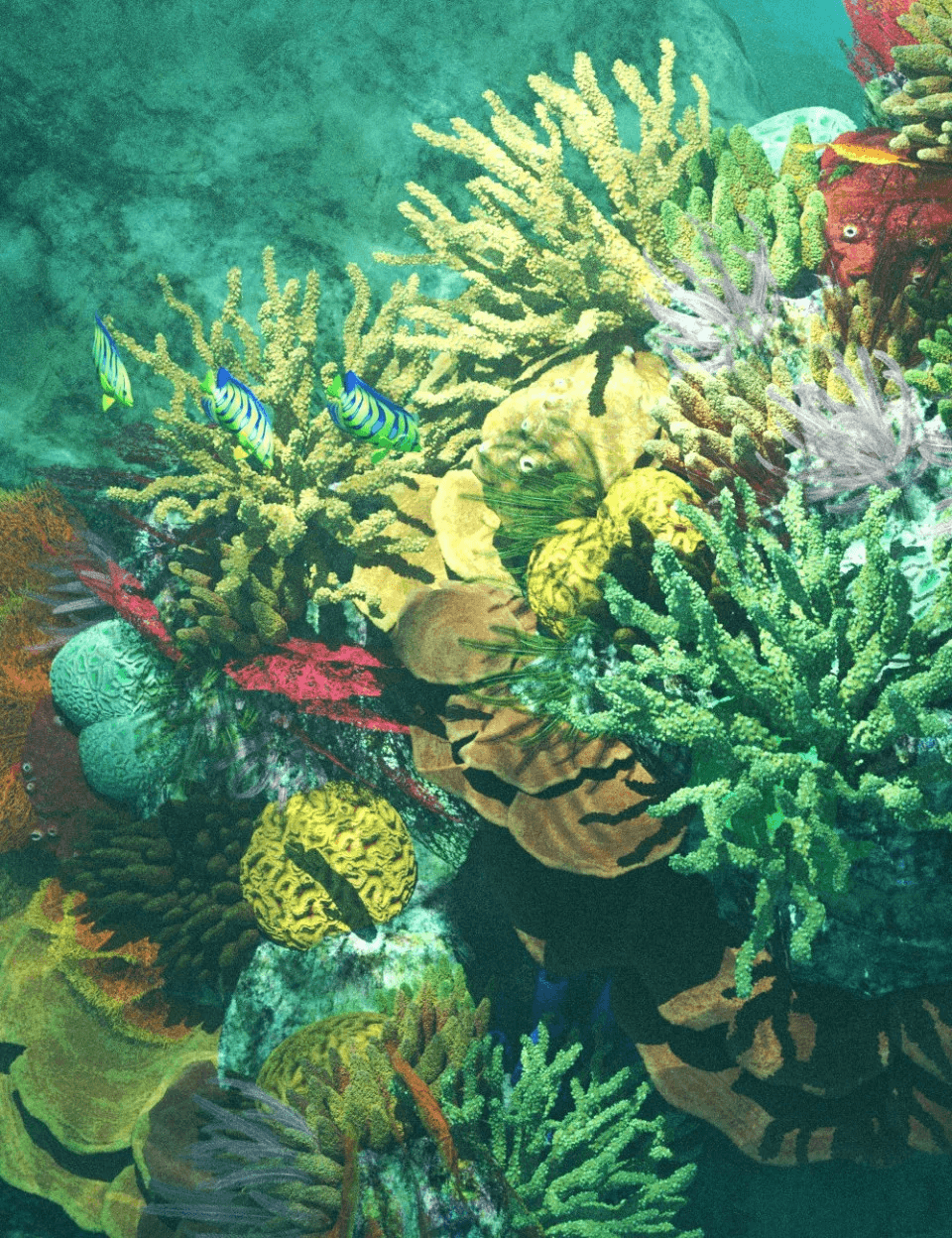 v176-iray-coral-reef